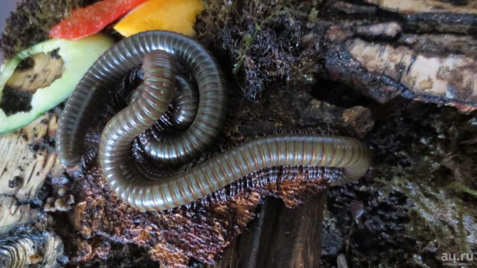 Кивсяки и лемуры