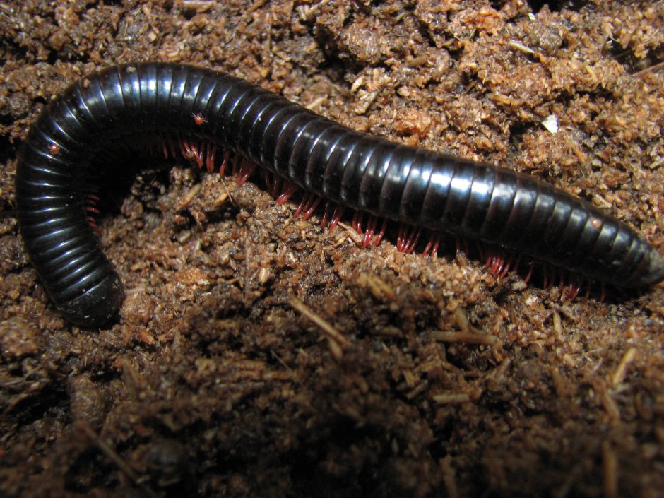 Многоножка кивсяк песчаный