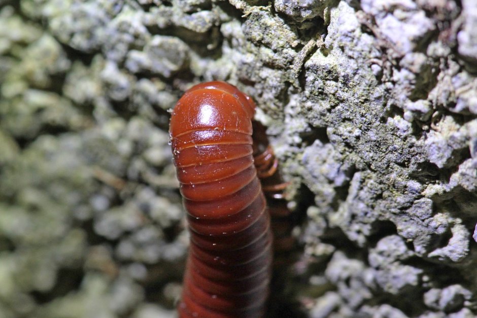 Кивсяк песчаный