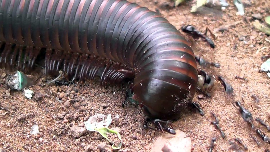 Кивсяк доисторический