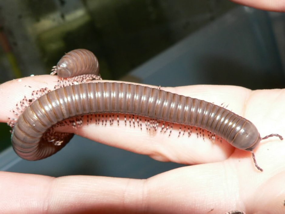 Кивсяк обыкновенный