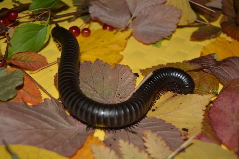 Африканский кивсяк на лице