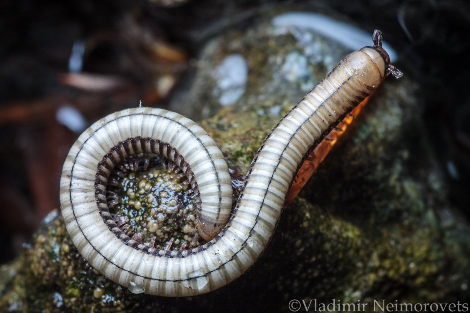Многоножка Millipede