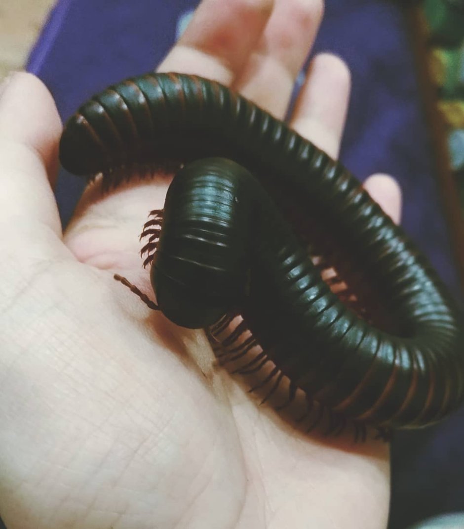 Полосатый кивсяк