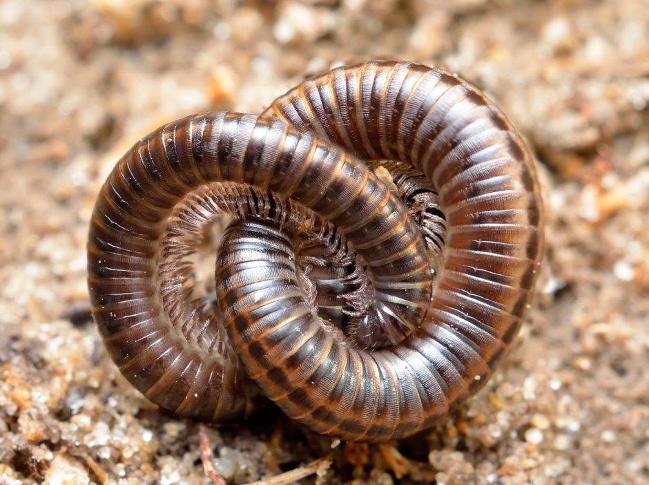 Кивсяки в подвале