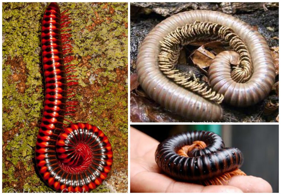 Anadenobolus monilicornis