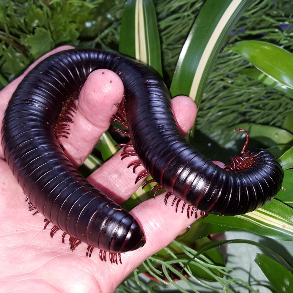 Кивсяк Крымский