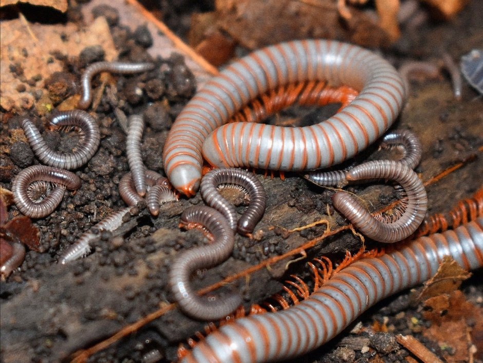 Многоножка кивсяк огородный