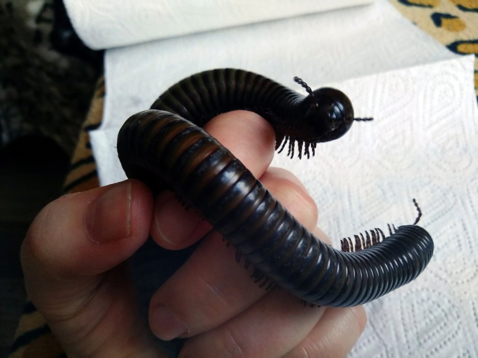 Кивсяк обыкновенный