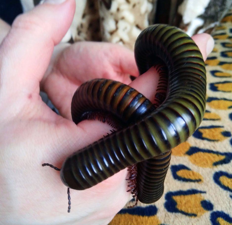 Африканская многоножка кивсяк