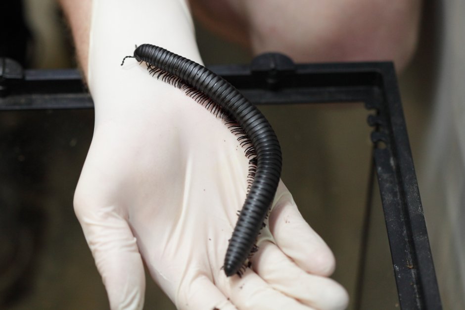 Кивсяк кусается или нет