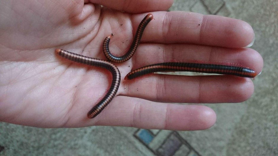 ЗУ типа Millipede