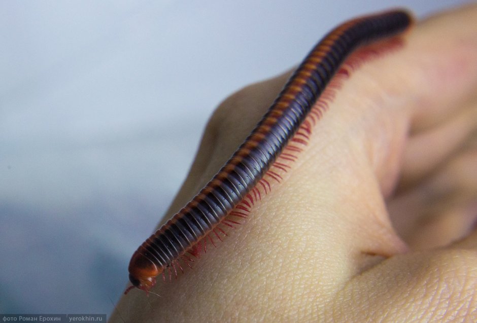 Оливковый кивсяк