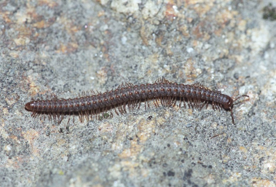 Кивсяк русский