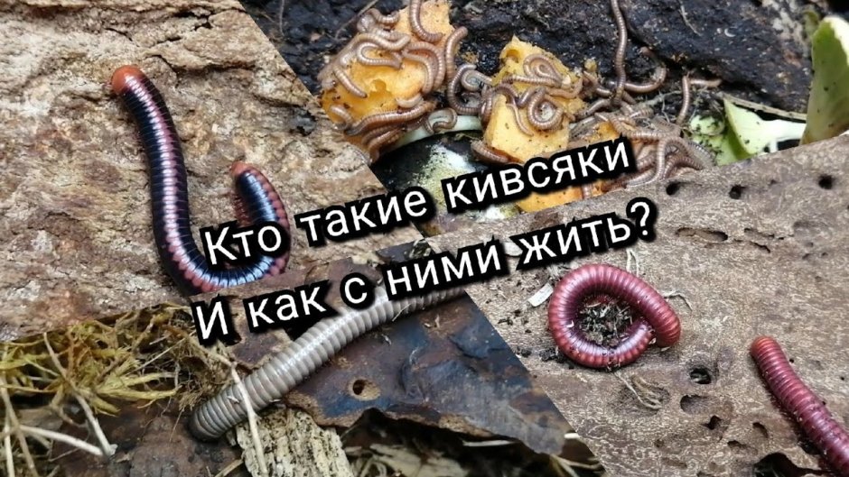 Двупарноногие макртцы