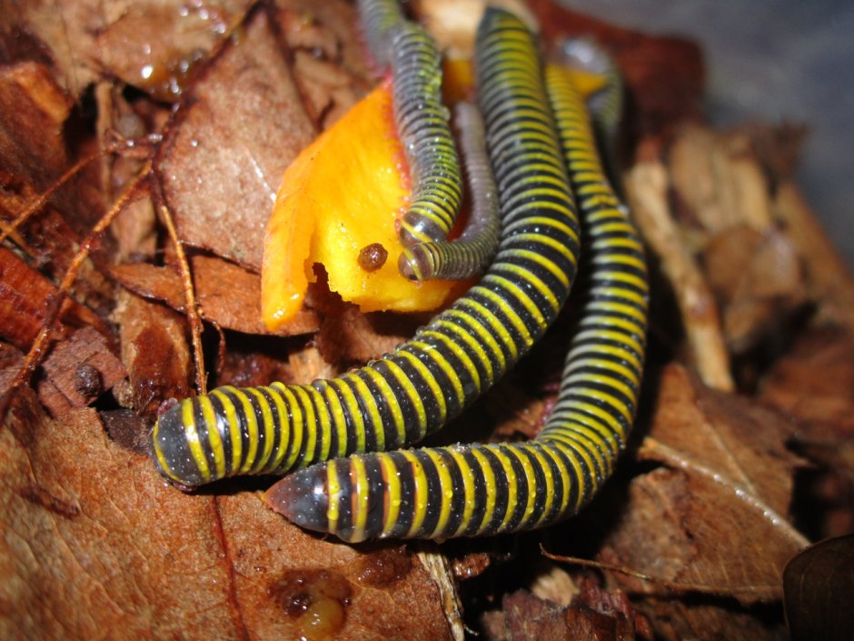 Белый кивсяк (Pachyiulus krivolutskyi)