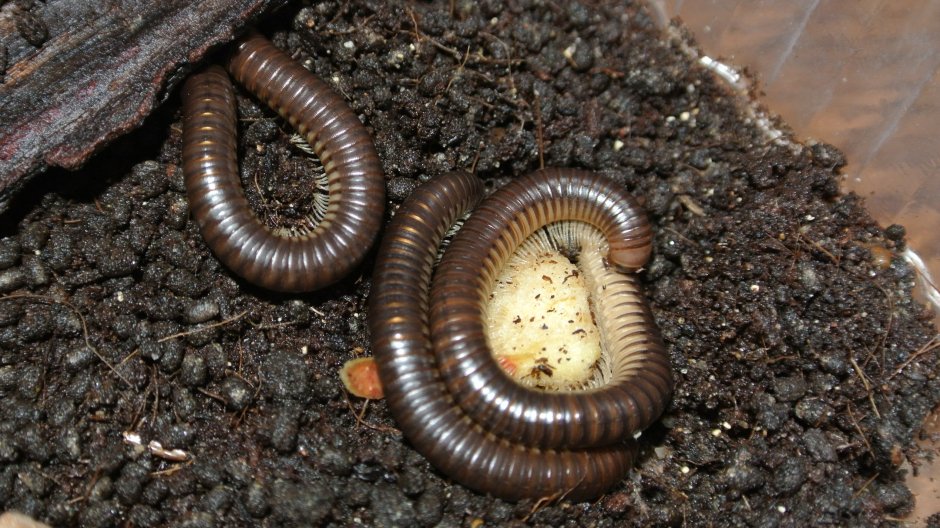 Кивсяк (parilis acuticonus)