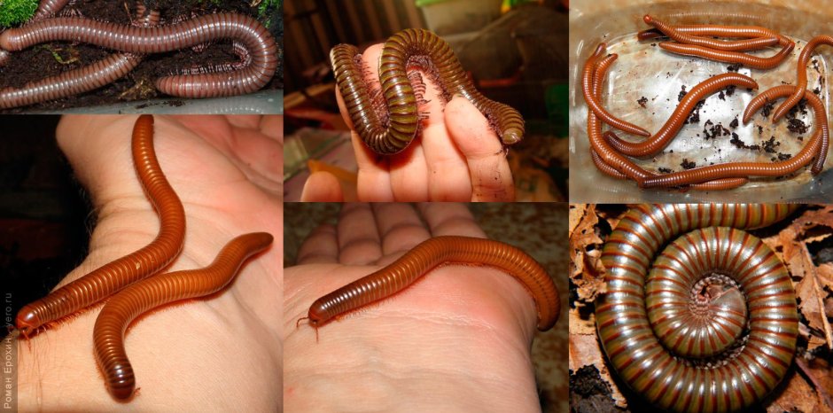 Древоточец многоножка