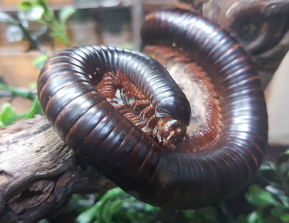 Кивсяк песчаный Schizophyllum sabulosum