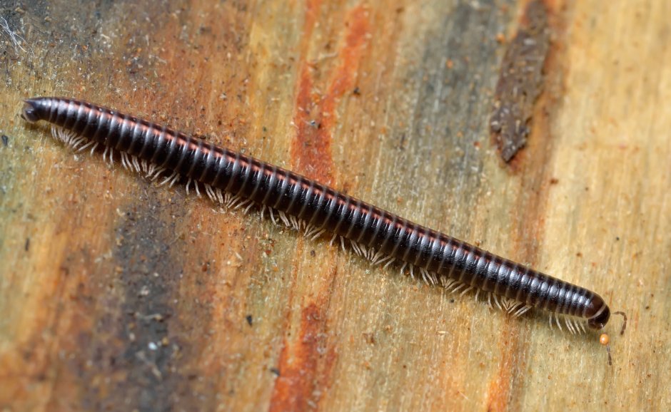 Кивсяк Лесной