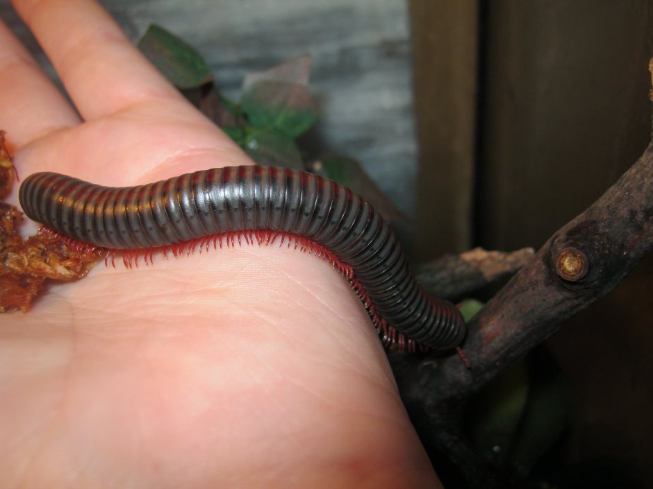 Кивсяк Африканский (того)