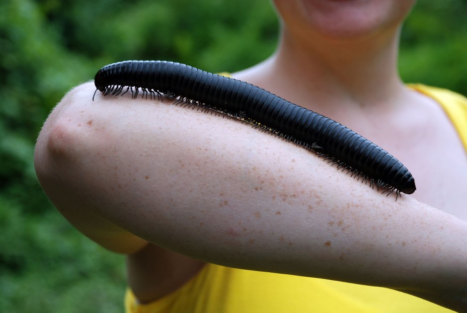 Радужный кивсяк