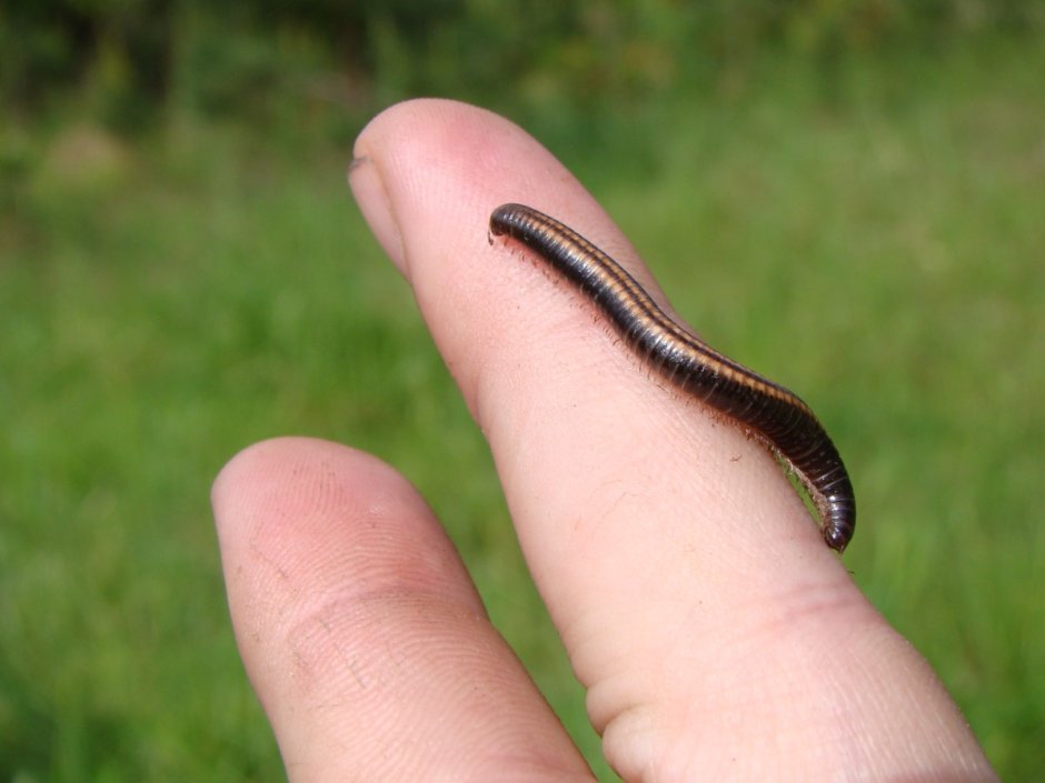 Кивсяк песчаный