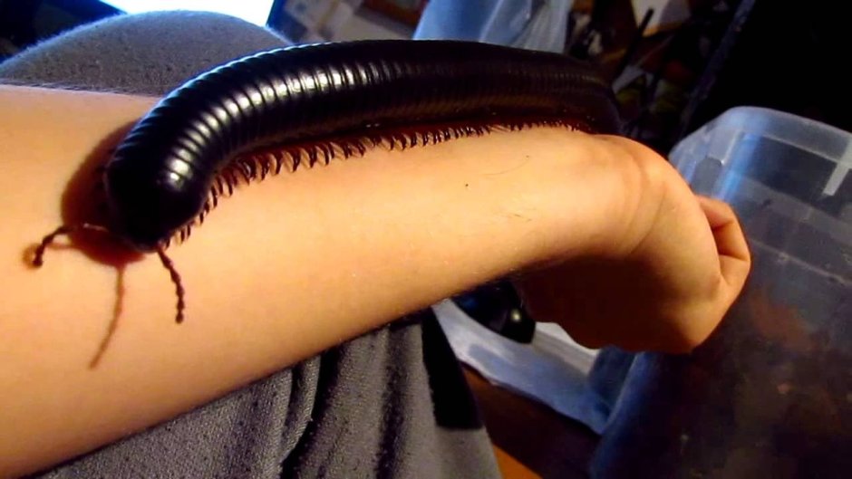 Черный червяк многоножка