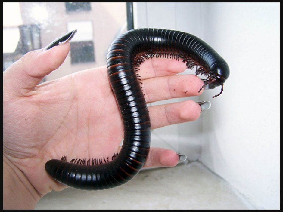 Кивсяк Xenobolus