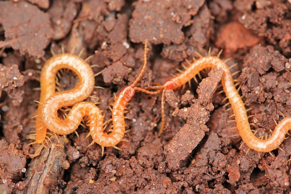 Оливковый кивсяк