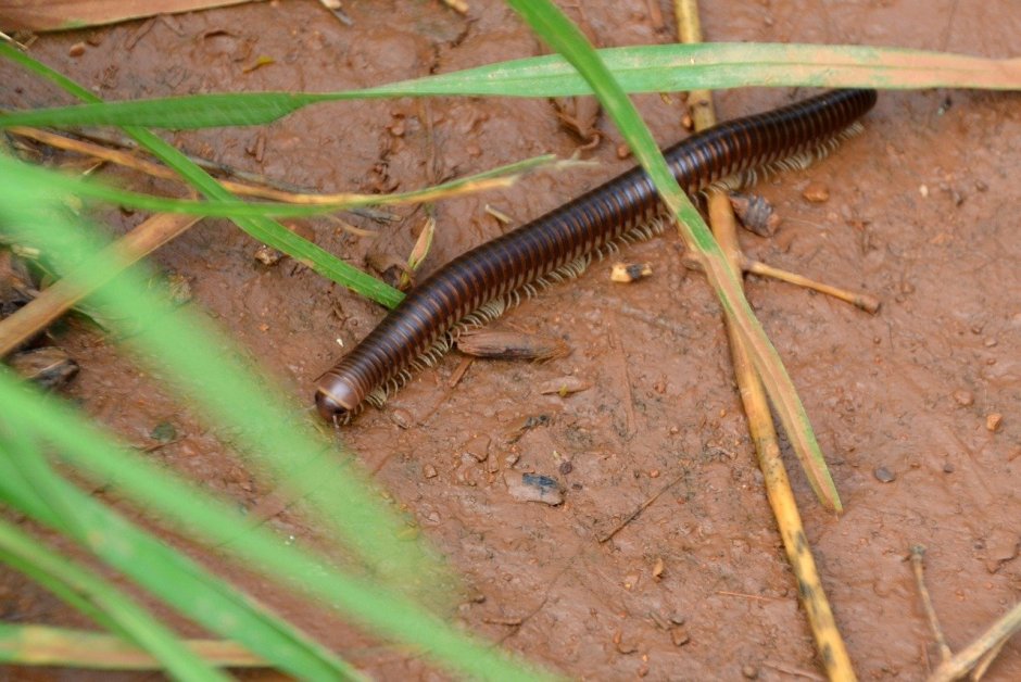 Систематика многоножек
