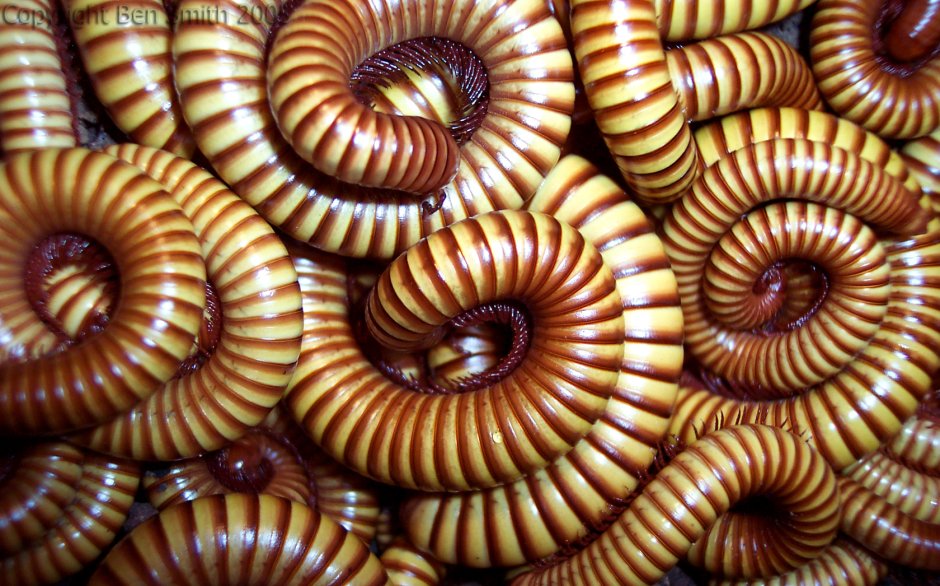 Гигантский Африканский кивсяк