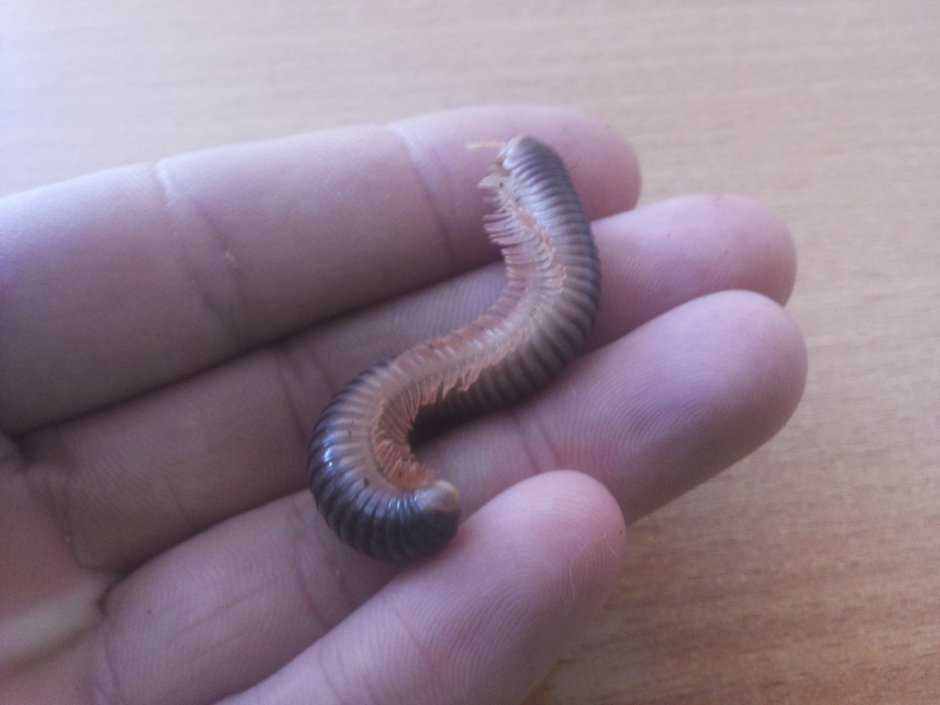 Гигантский черный кивсяк