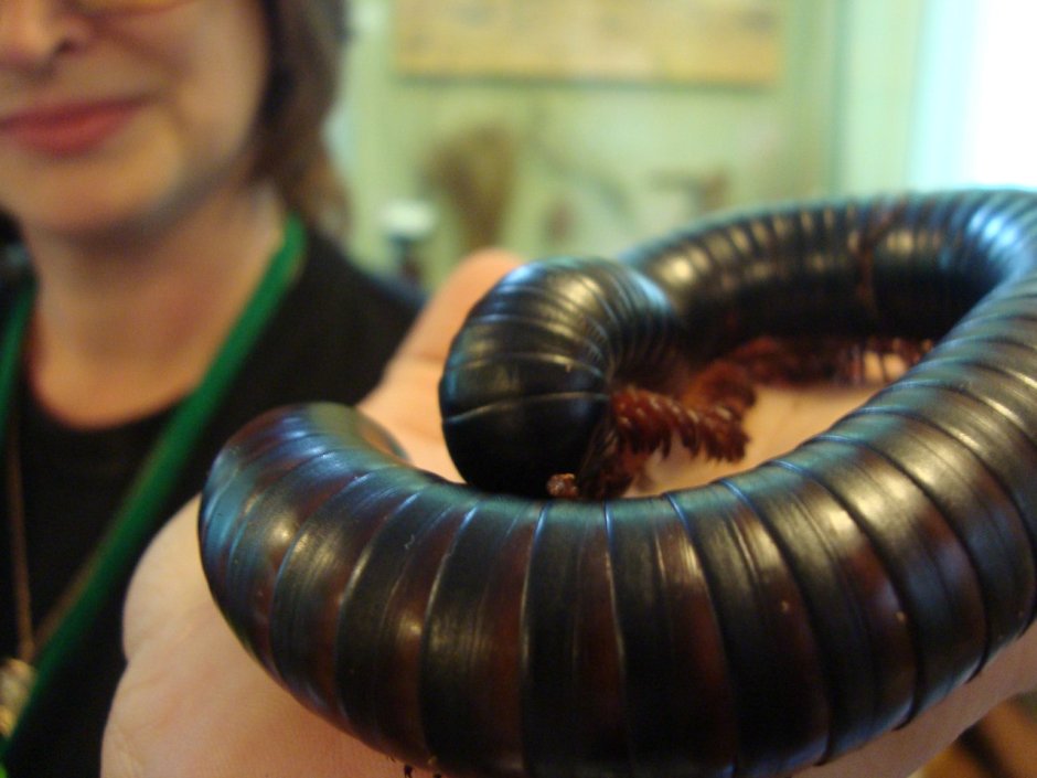 Кивсяк строение