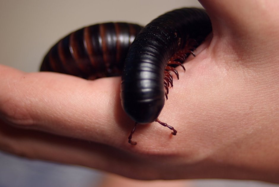 Кивсяк песчаный Schizophyllum sabulosum