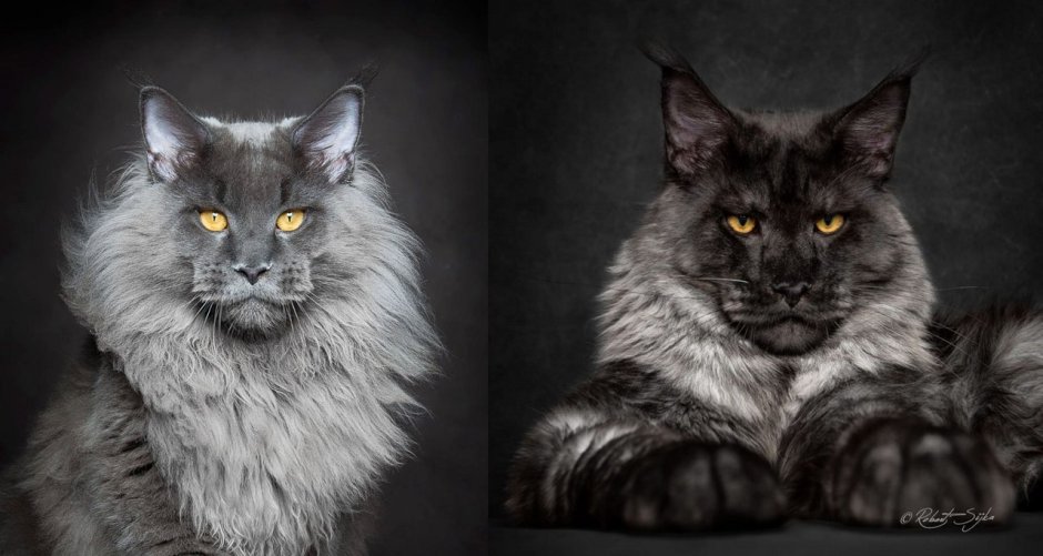 Котята Мейн кун