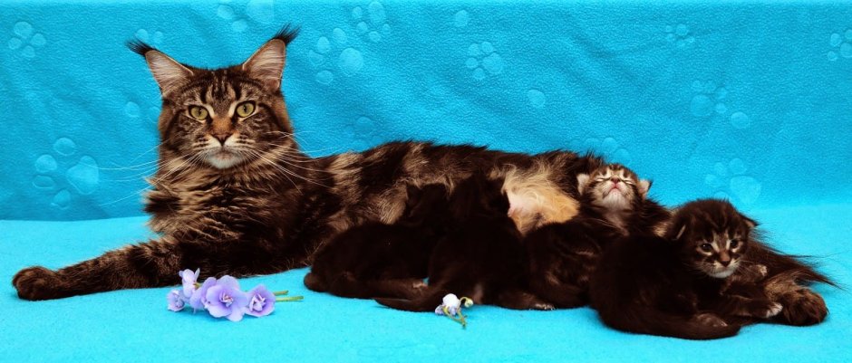 Котята Мейн кун