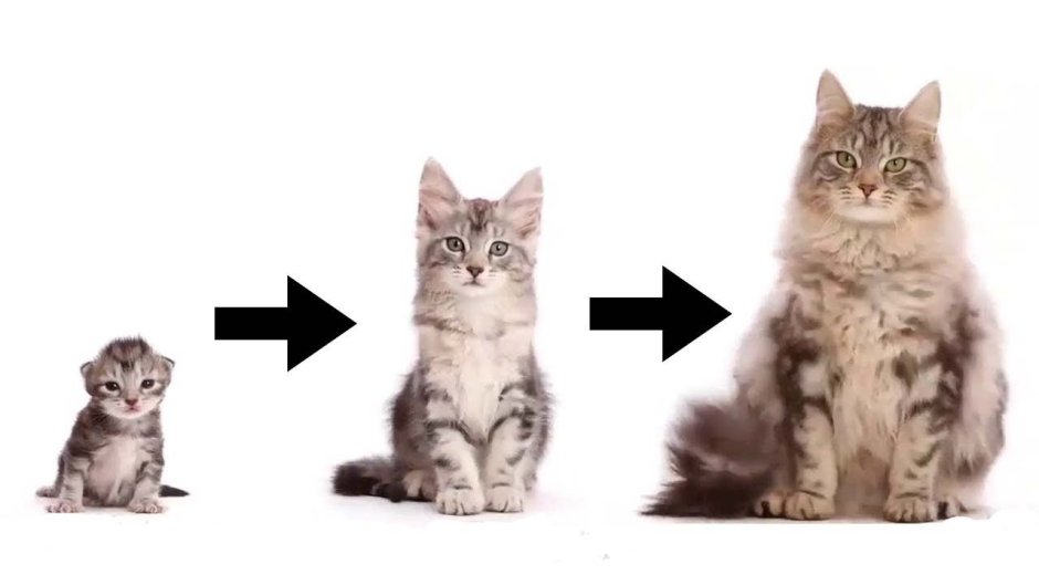 Котята Мейн кун