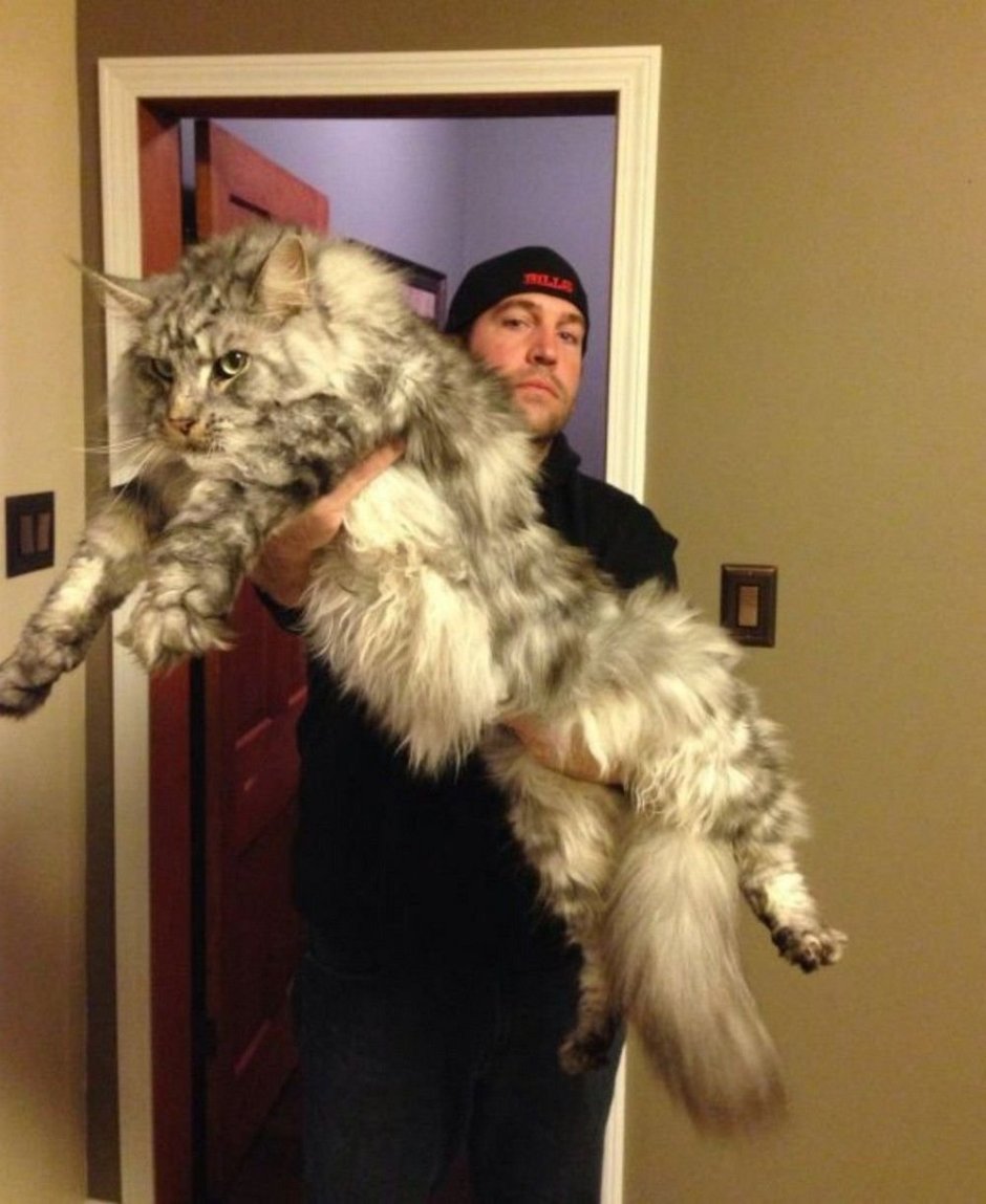 Кошка Мейн кун