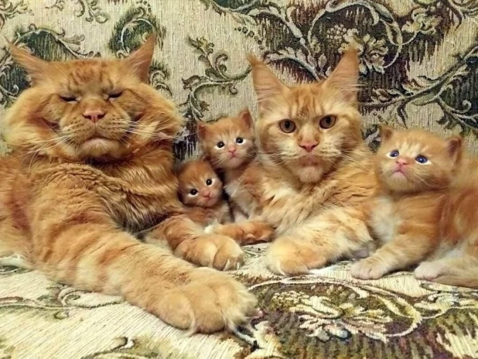 Мейн кун котята большая