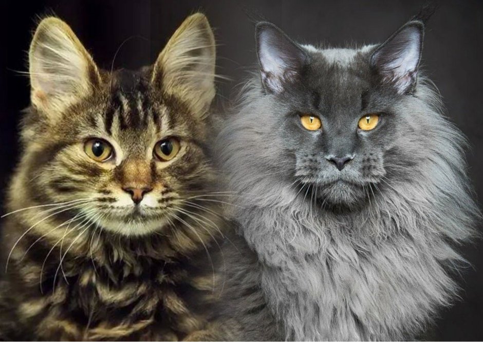 Кошка Мейн кун с котятами