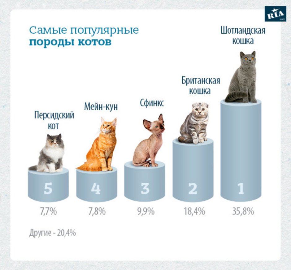 Стандарты Мейн куна породные