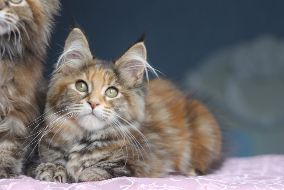 Котята Мейн-кун много