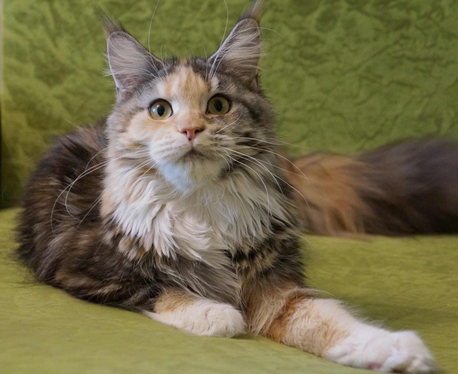 Котята Мейн кун метисы