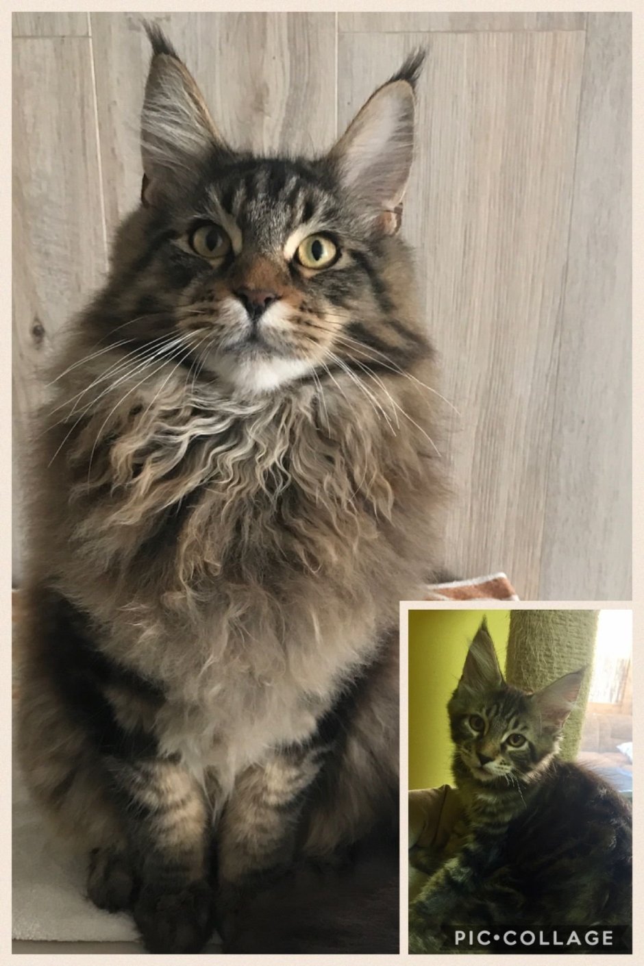 Обычный черный кот