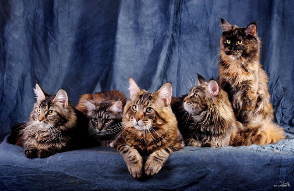 Котята Мейн куна много