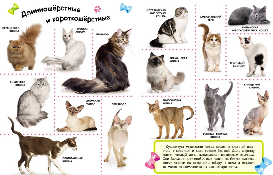 Четыре котенка