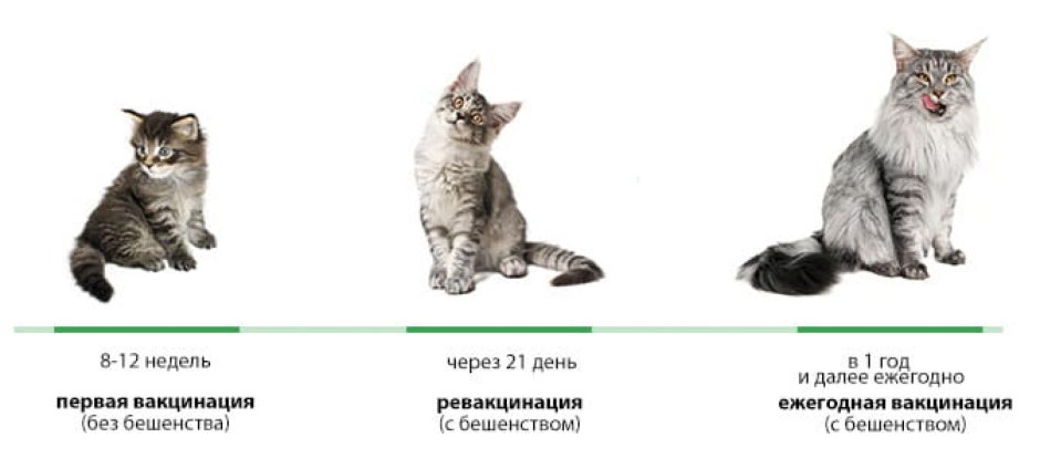Питомник шотландских вислоухих кошек