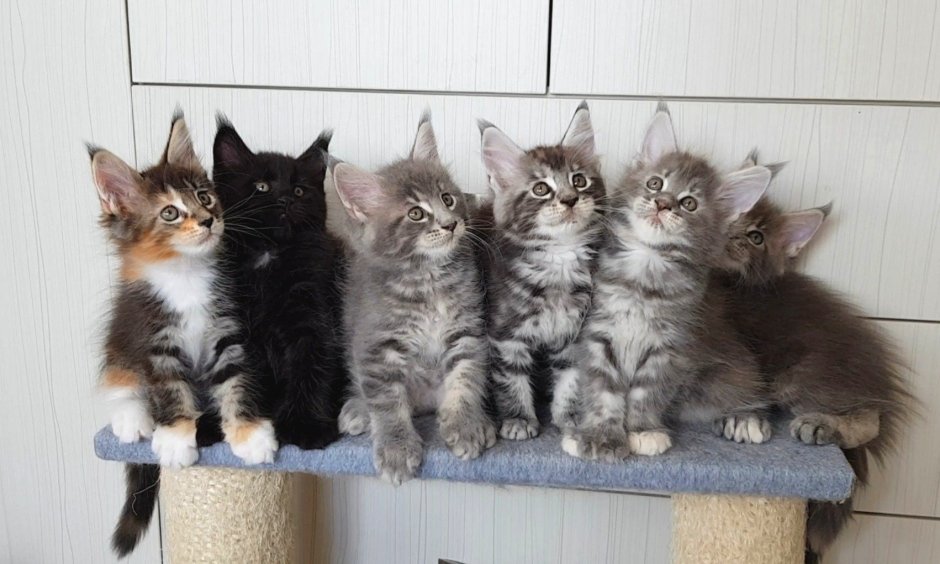 Семья кошек 8 котят