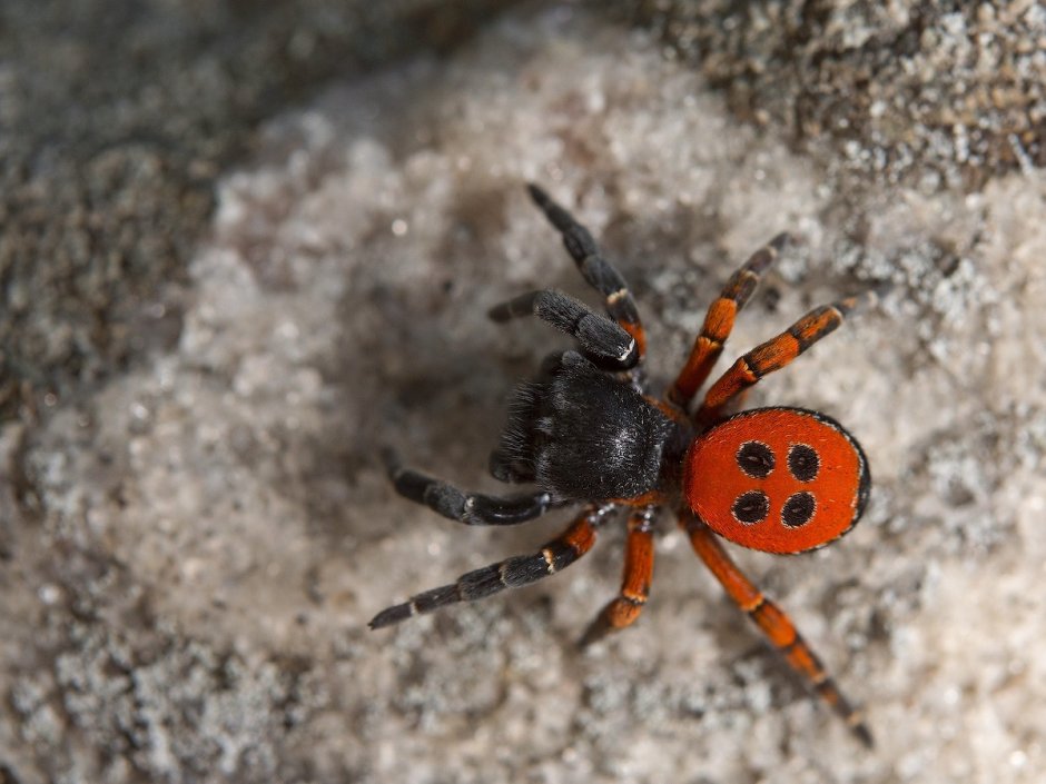 Poecilotheria hanumavilasumica